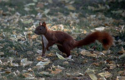 View of squirrel on land