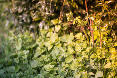 Close-up of flowering plants and leaves on field