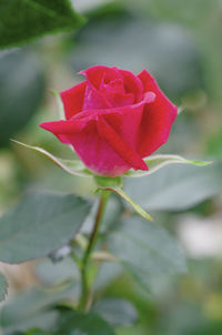 Close-up of rose blooming outdoors