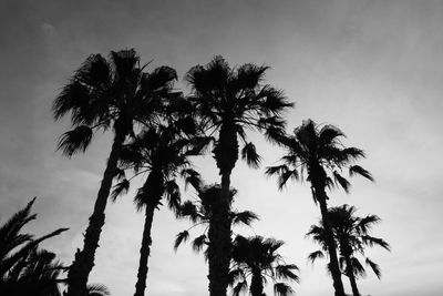 Low angle view of silhouette palm trees against sky