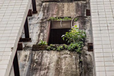 Low angle view of potted plants on wall of building