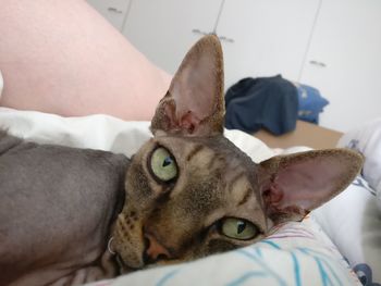 Close-up portrait of man with cat on bed