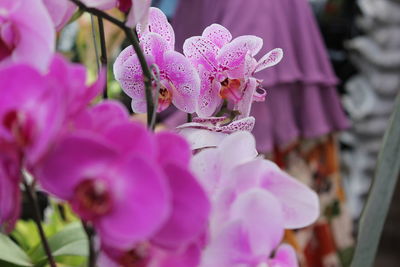 Close-up of pink flowering plant