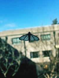 Low angle view of insect against blue sky