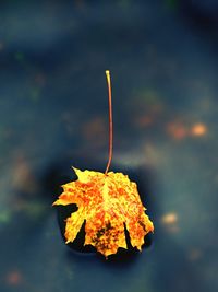 Fallen maple leaf. rotten yellow orange dotted leaf in water of mountain stream. colorful symbol