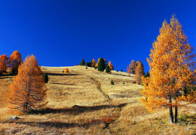 Trees on landscape against clear blue sky