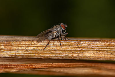 Close-up of insect on wood