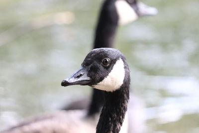 Close-up of bird