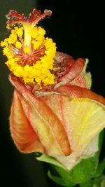 Close-up of yellow flowering plant