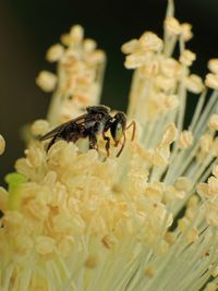 Close-up of bee on flower