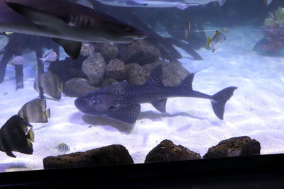 Fish swimming in aquarium