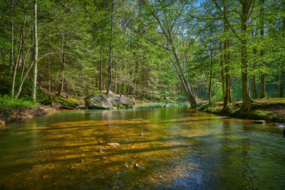 Scenic view of lake in forest