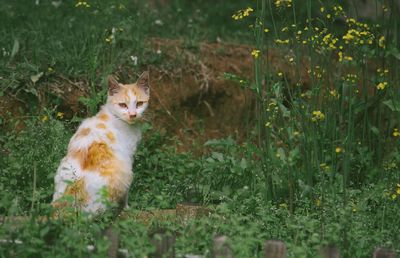 Portrait of cat on field