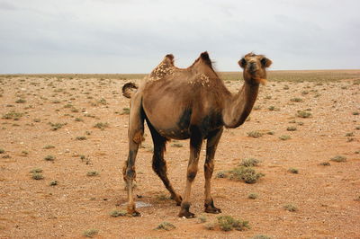 Horse standing on a land