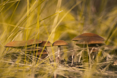 Close-up of mushroom growing on field