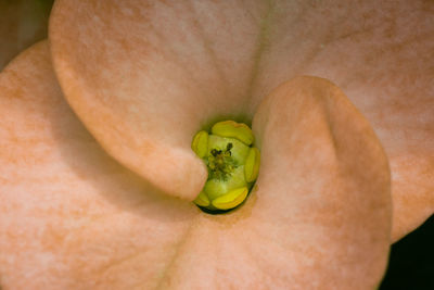 Close-up crown of thorns plant, euphorbia milii, christ plant. center focusing.