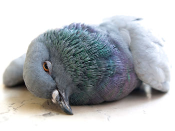 Close-up of pigeon