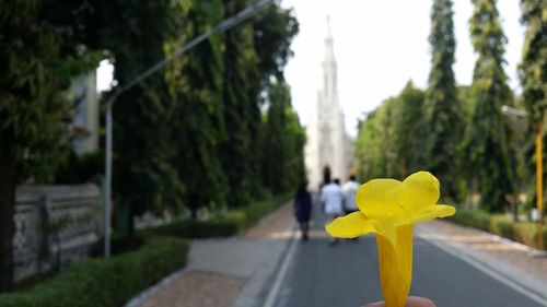 Close-up of flower against blurred background