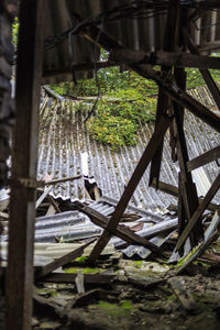 Close-up of bamboo trees
