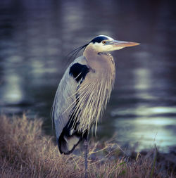 Close-up of a bird