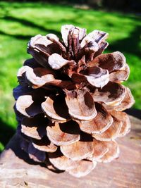 Close-up of pine cone on field