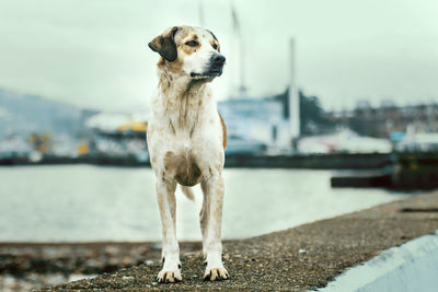 Close-up of dog by river against sky