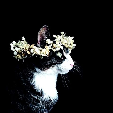 animal themes, studio shot, black background, one animal, copy space, wildlife, animals in the wild, white color, night, flower, close-up, no people, nature, outdoors, cut out, bird, white, clear sky, high angle view, animal representation