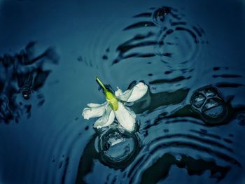 Close-up of flower floating on water