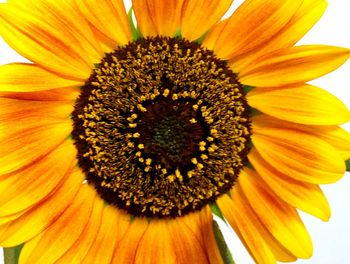 Close-up of sunflower