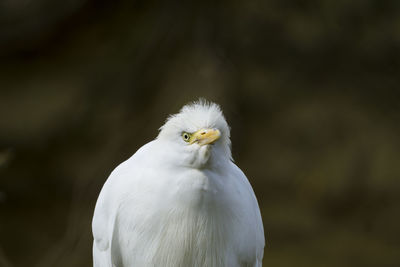 Close-up portrait of white owl
