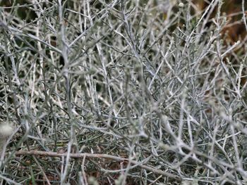 Close-up of snow on land