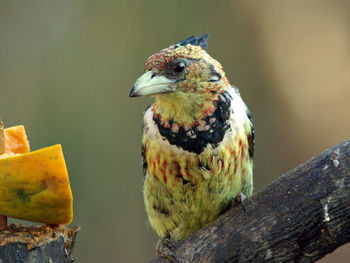 Close-up of a bird perching on wood