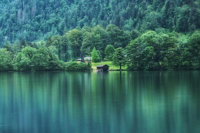 Scenic view of lake against trees in forest