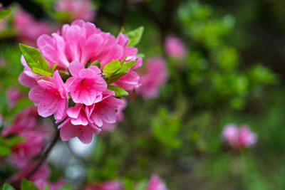 Close-up of pink flowering plant