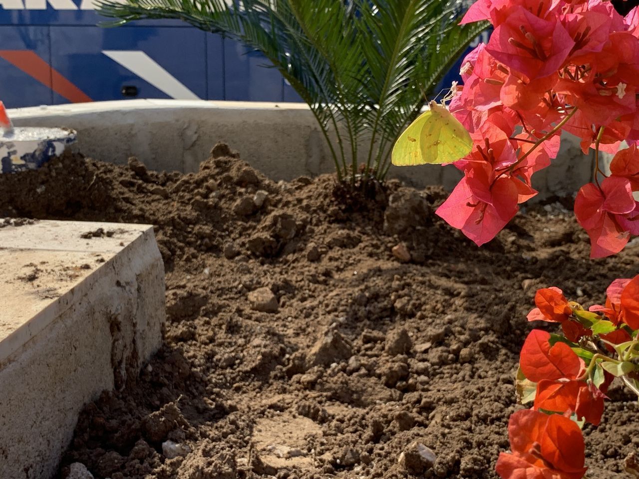 CLOSE-UP OF RED FLOWERING PLANT IN THE CONSTRUCTION SITE