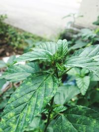 Close-up of fresh green plant