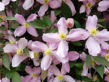 Close-up of flowers blooming outdoors