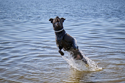 Dog in a lake