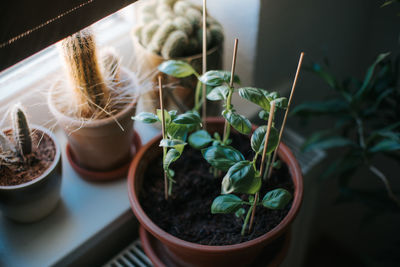 Close-up of potted plant