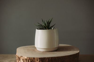 Close-up of potted plant on table against black background