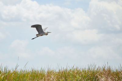 Bird flying over field