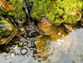 High angle view of leaves floating on water