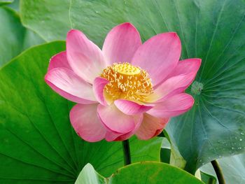 Close-up of pink lotus blooming outdoors