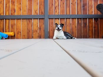 Puppy sitting outdoors