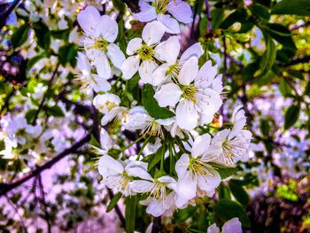 Close-up of white cherry blossoms in spring