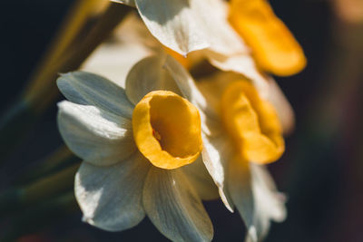 Close-up of yellow flowering plant