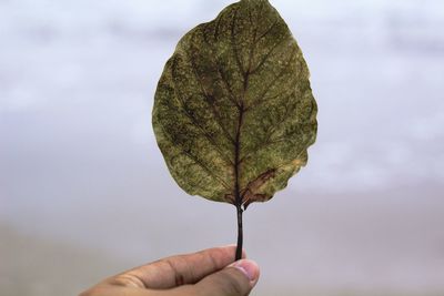 Close-up of hand holding autumn leaf against sky