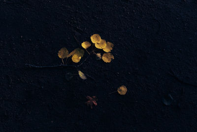 High angle view of dry leaves on plant at night