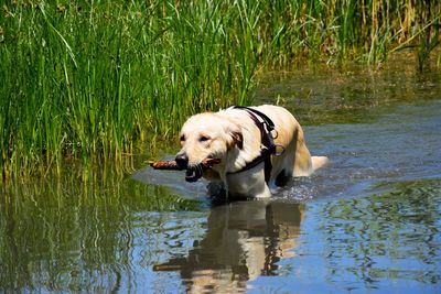 Dog standing in lake