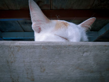 Close-up of a cat sleeping